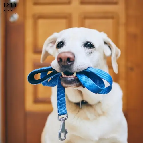 Chien beige avec une laisse bleue, détendu et en sécurité, illustrant la sérénité et les soins personnalisés offerts par la garde de chiens à domicile